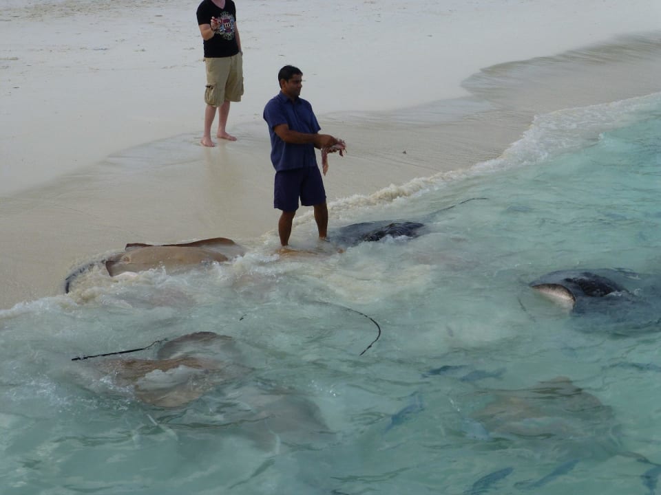 Rochenfütterung NH Collection Maldives Reethi Resort