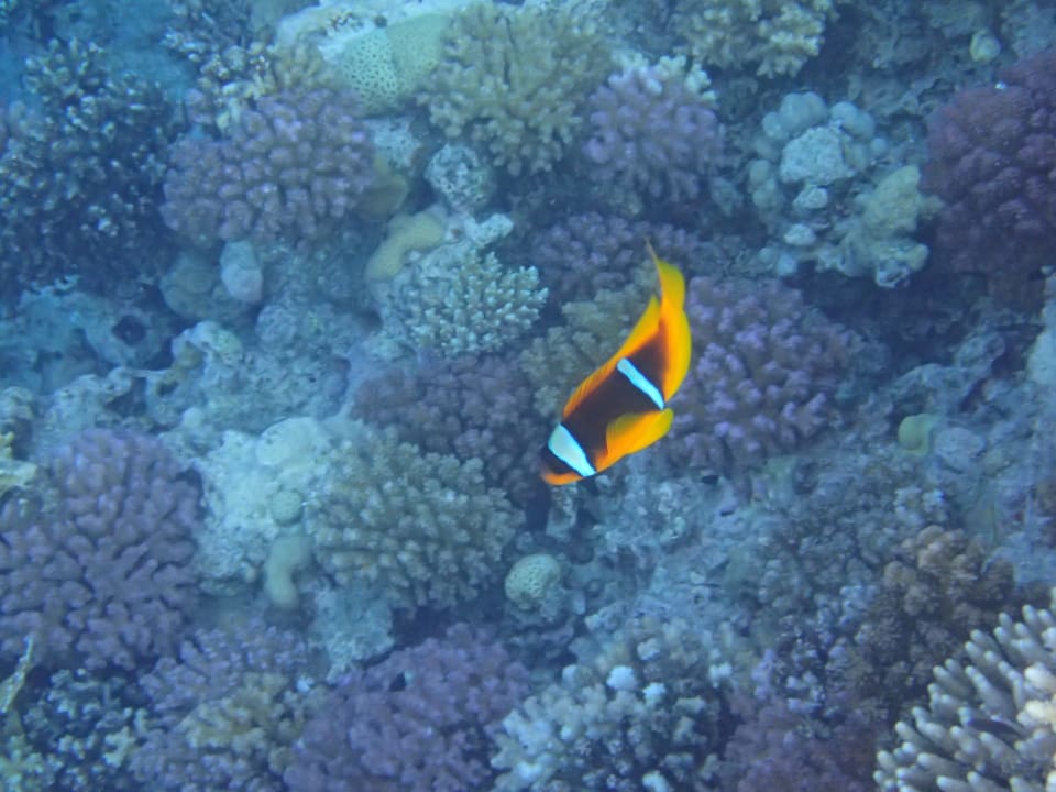 Sport & Freizeit Serenity Alpha Beach