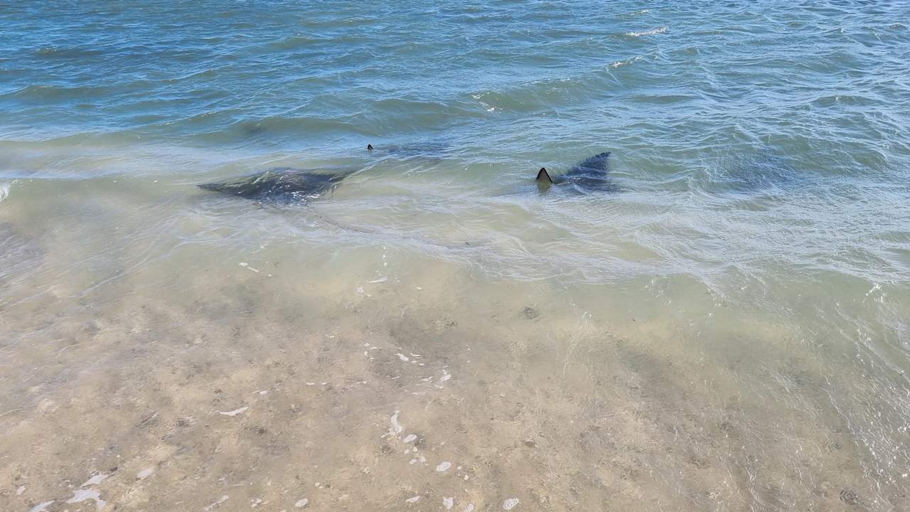 Strand Hotel Riu Palace Mauritius