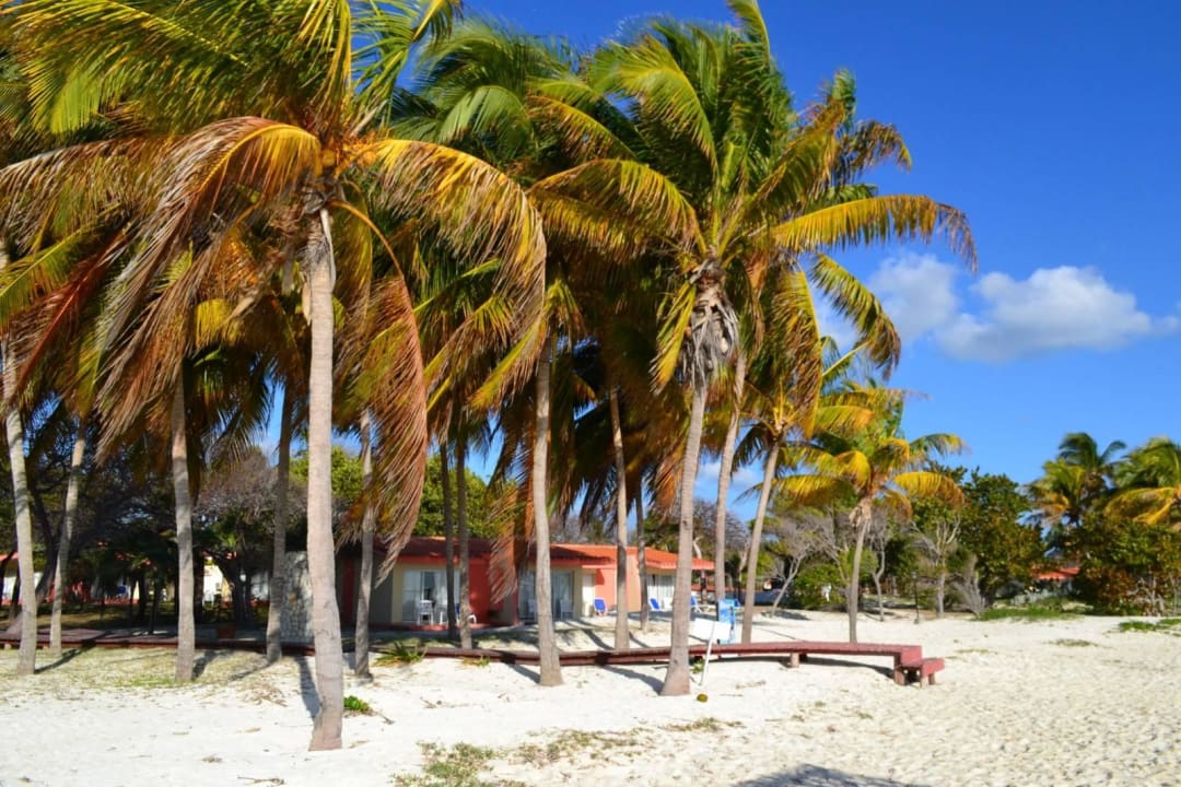 Palmy na plaży Starfish Cayo Guillermo