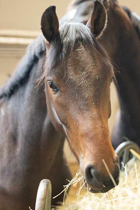 Sport & Freizeit Hotel Walliserhof