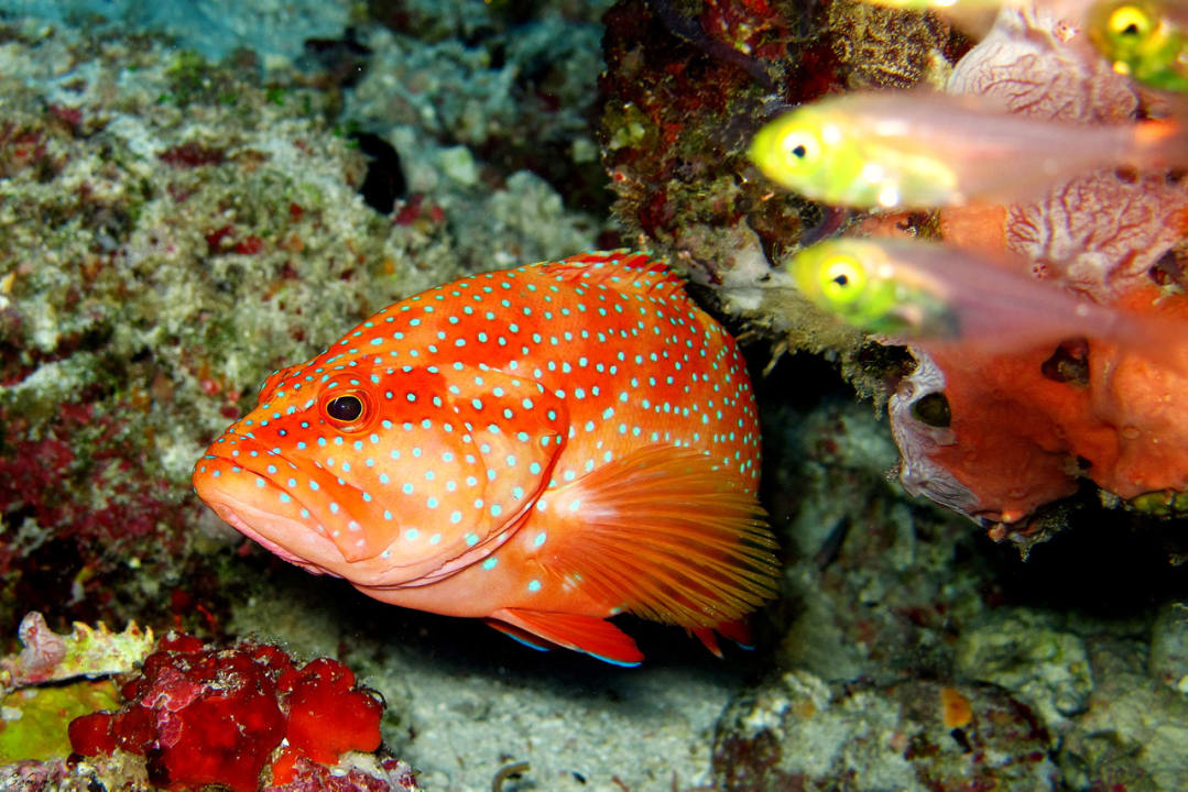 Sport & Freizeit Eri Maldives