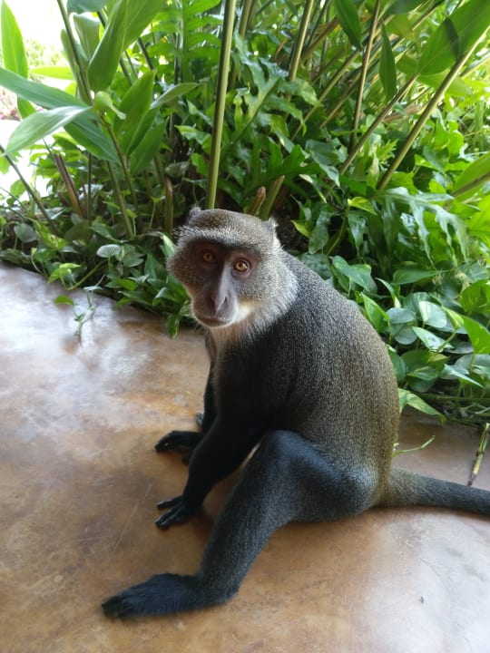 Mitbewohner In der Anlage Neptune Palm Beach Boutique Resort & Spa