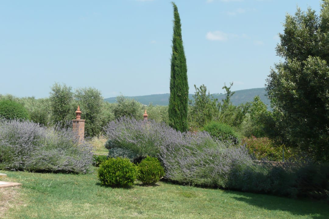 Ausblick über die Olivenhaine Agriturismo Podere del Vescovo