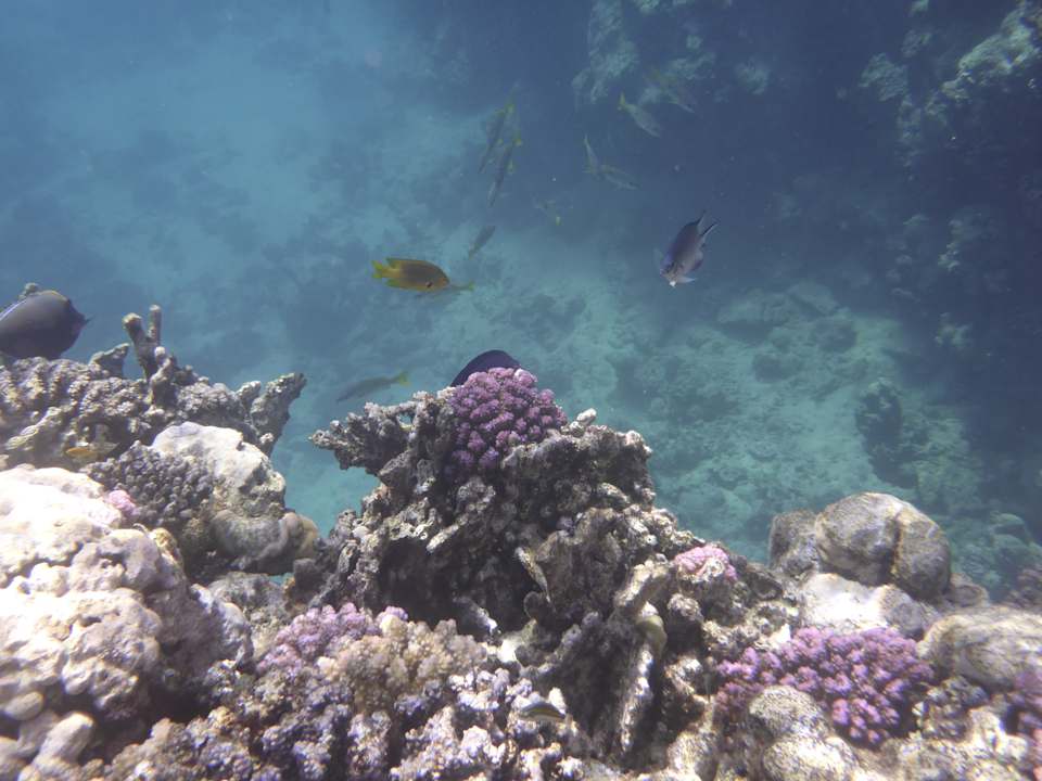 Strand Sentido Reef Oasis Suakin