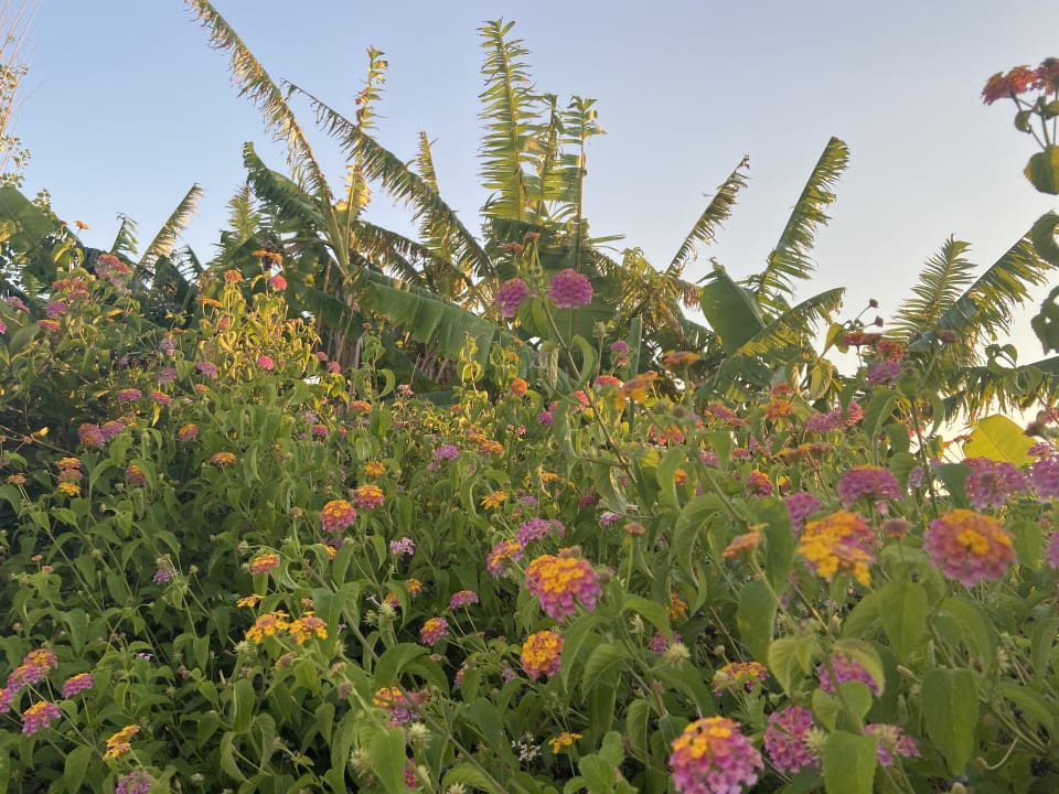 Gartenanlage Smy Kos Beach & Splash