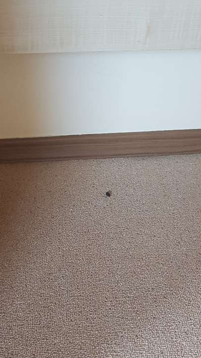 Zimmer Hotel Cazablanka / Casablanca