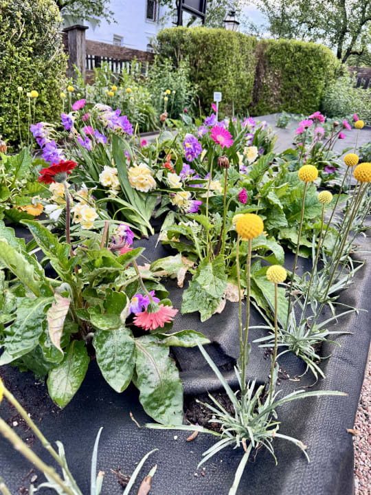 Gartenanlage Landgasthof Linde