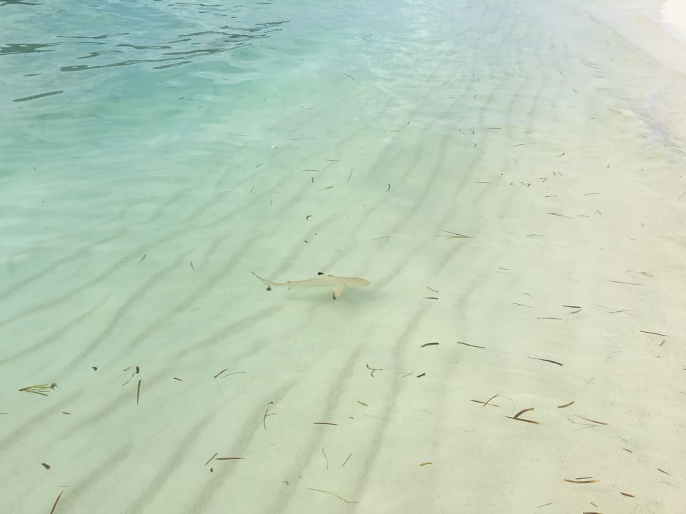 Strand Meeru Maldives Resort Island