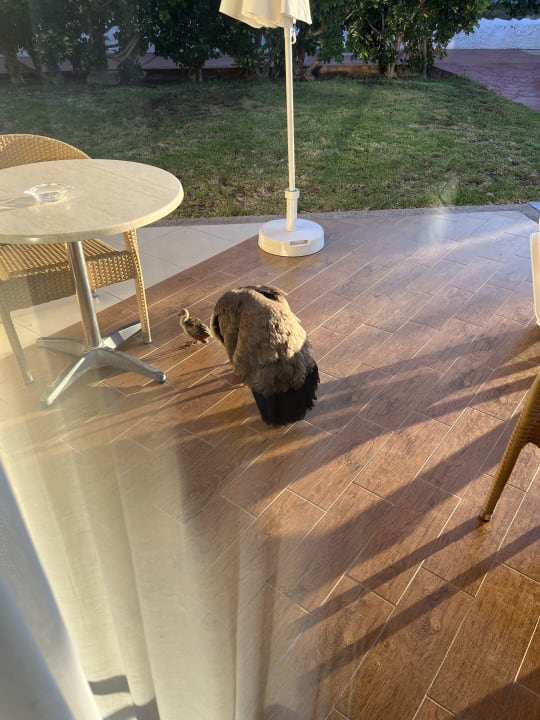 Gartenanlage HL Miraflor Suites Hotel