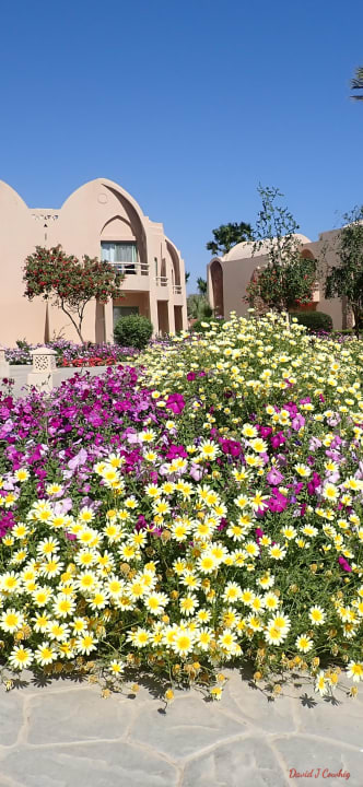 Gartenanlage Shams Alam Beach Resort