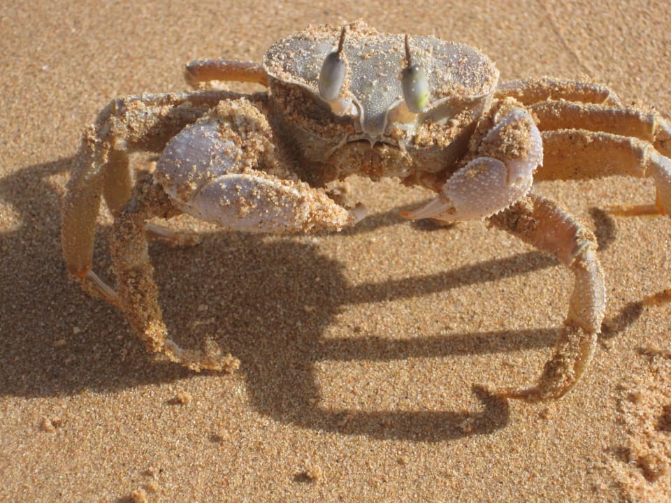 Ausgebuddelt Makadi Spa - Adults only