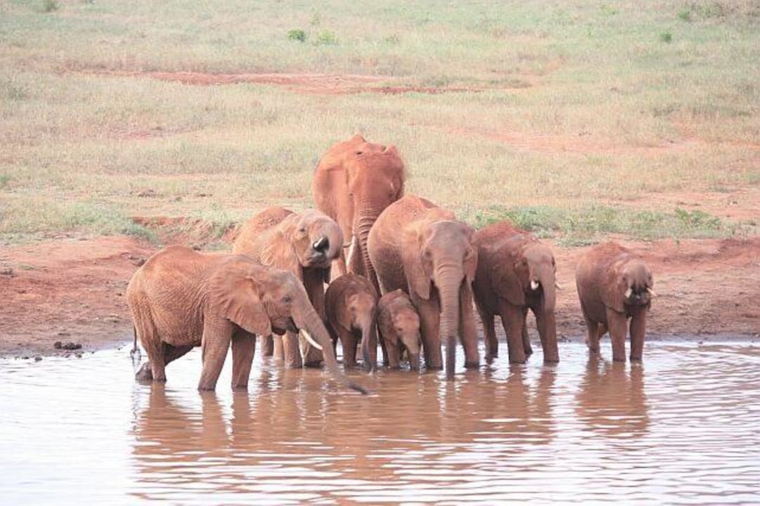 Elephant family Voi Wildlife Lodge
