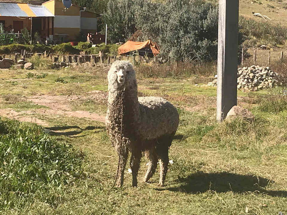 Gartenanlage Hotel Onkel Inn Torres de Copacabana
