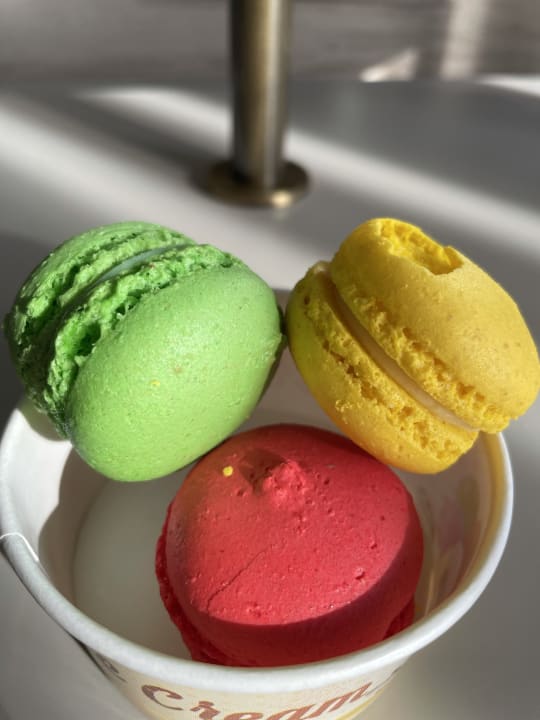 Gastro Acanthus Cennet Barut Collection