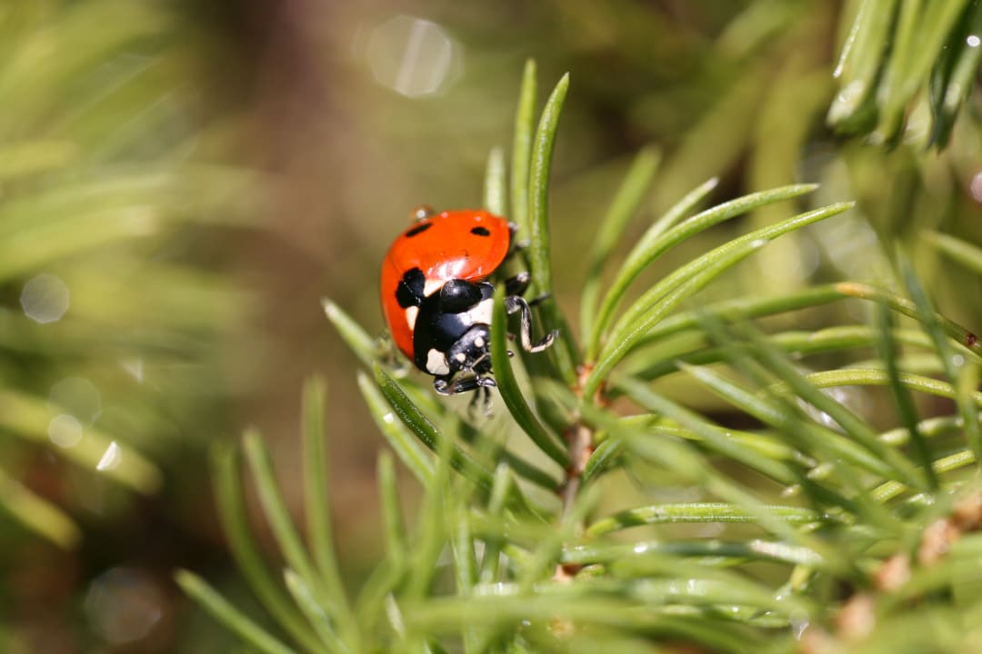 Ausblick Ferienwohnungen Steffi's Spreewaldträume