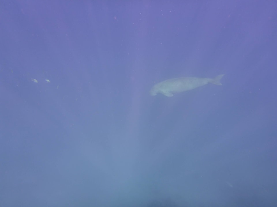 Дюгонь Shams Alam Beach Resort