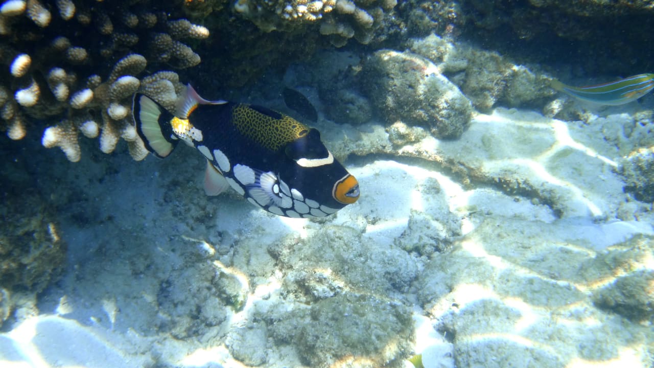 Leopardendrückerfisch Ellaidhoo Maldives by Cinnamon