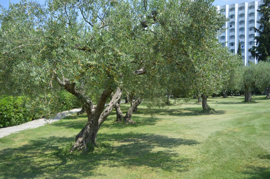 Oliwki Hotel Athos Palace