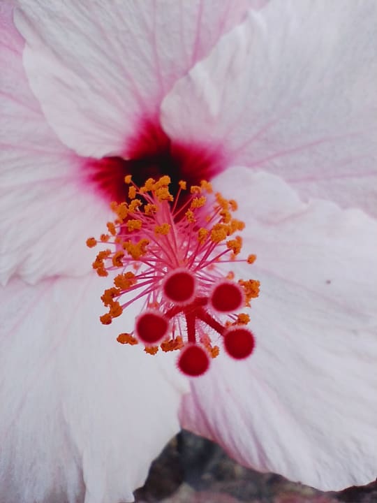 Gartenanlage Marina Playa Suite Hotel