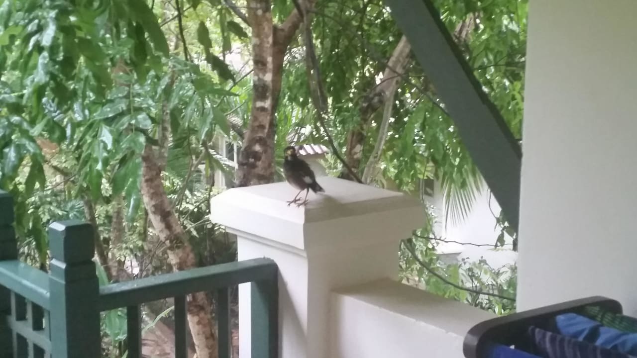 Besuch auf dem Balkon Baan Khaolak Beach Resort