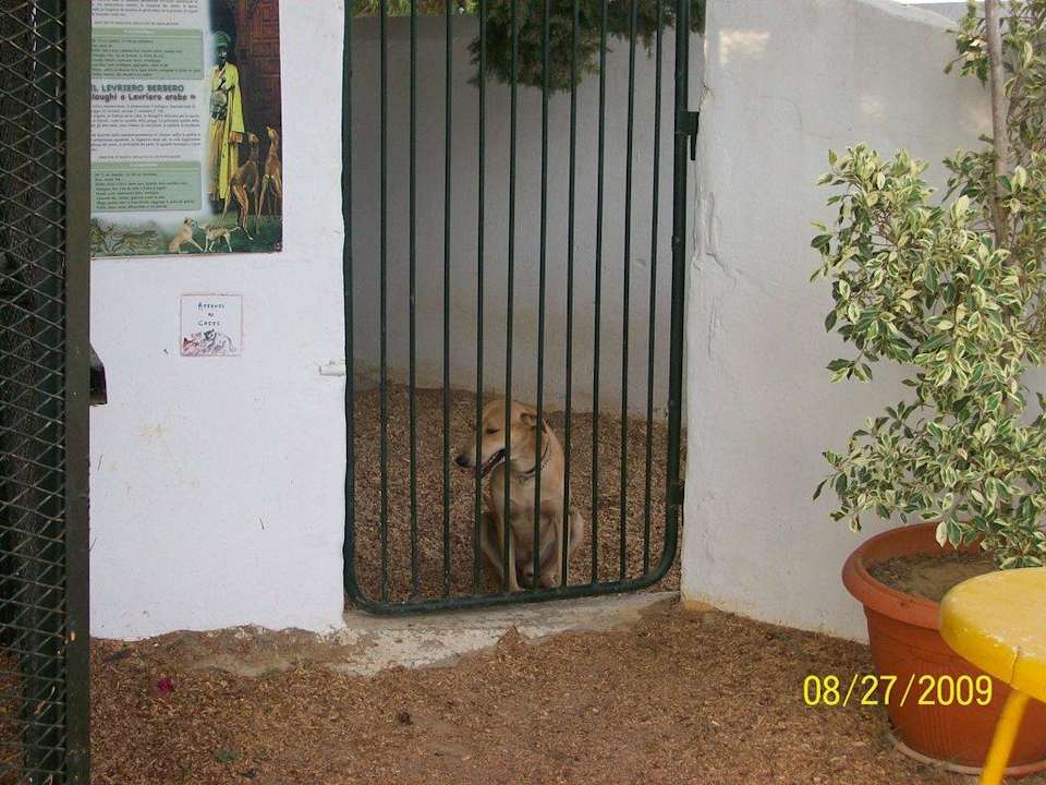 Es gab dort auch zwei Hunde! Hotel El Mouradi Cap Mahdia