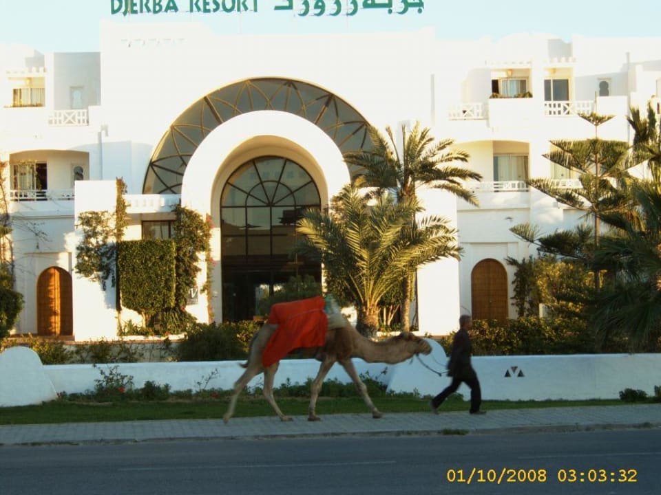 Kamel auf dem Heimweg Hotel Djerba Resort
