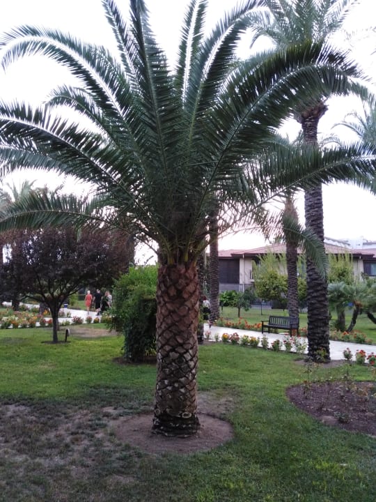 Gartenanlage TUI BLUE Palm Garden