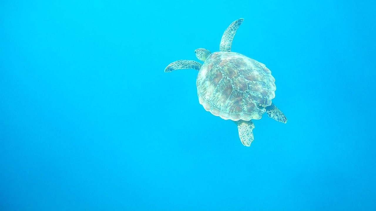 Strand Steigenberger Coraya Beach - Adults only