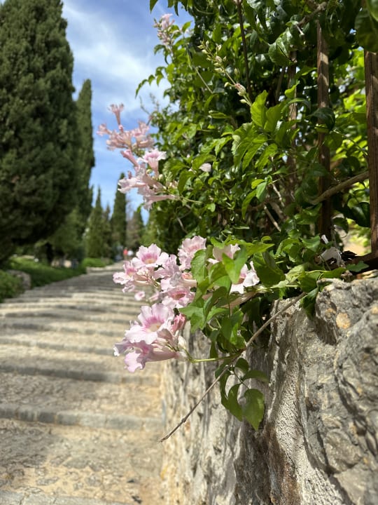 "Gartenanlage" Grupotel Gran Vista & Spa (Can Picafort) • HolidayCheck