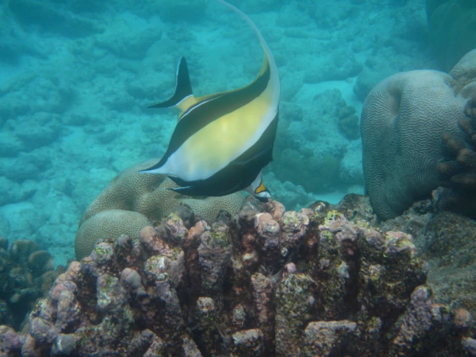Schnorcheln Kuramathi Maldives