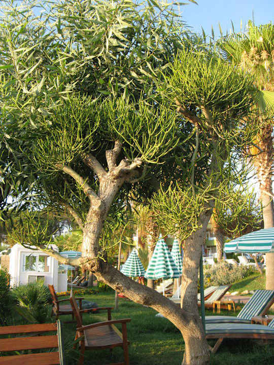Gartenanlage wie im botanischen Garten Lonicera Resort & Spa Hotel