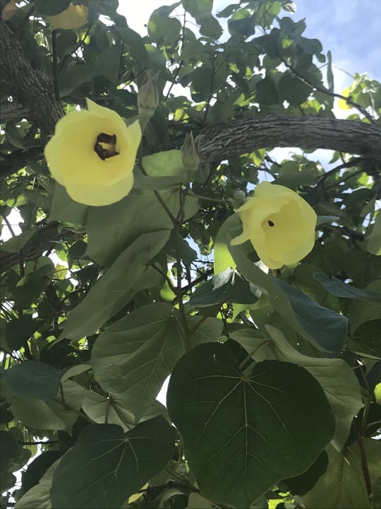 Gartenanlage Kuredu Island Resort & Spa