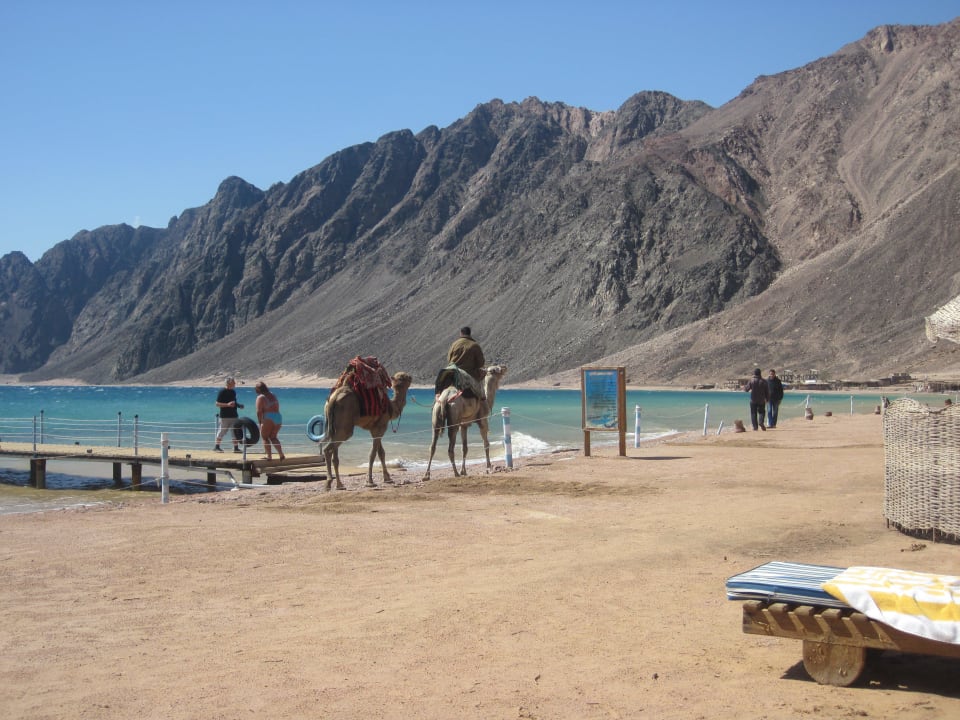 Wielbłądy na plaży Happy Life Village