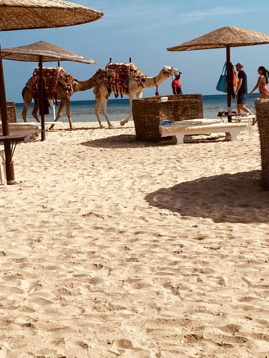 Strand Hotel Gorgonia Beach Resort