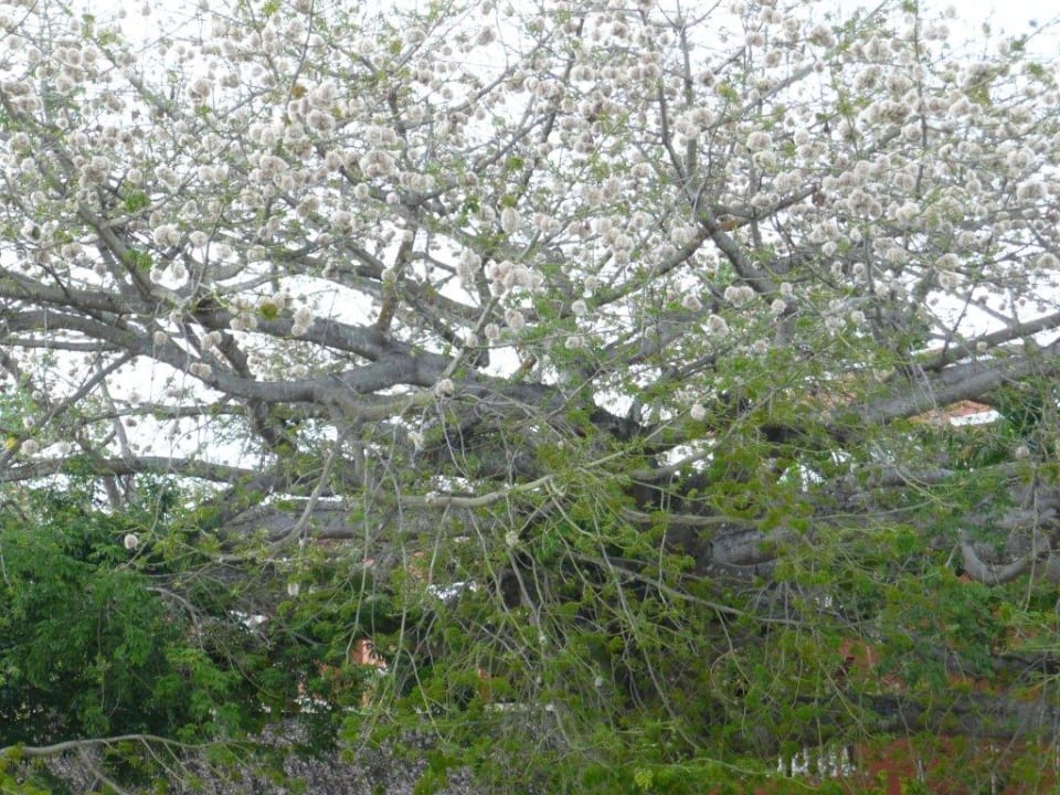 Wieder der alte Baum BelleVue Dominican Bay
