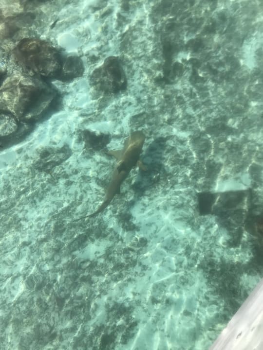 Strand Cinnamon Dhonveli Maldives