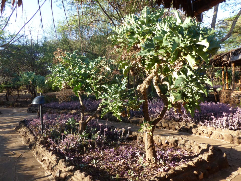 Weg zum Zimmer Hotel Amboseli Sopa Lodge