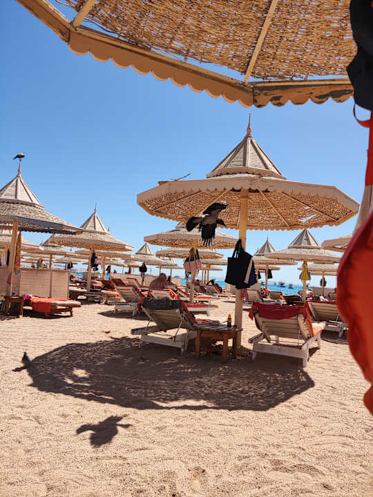 Strand The Grand Hotel Hurghada