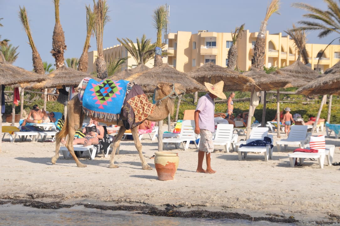 Camel Skanes Serail Aquapark