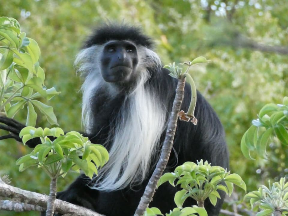 Gartenanlage Diani Sea Resort