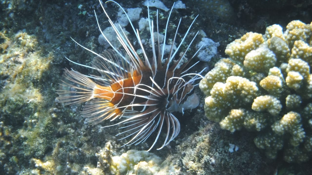 Sport & Freizeit Malikia Resort Abu Dabbab