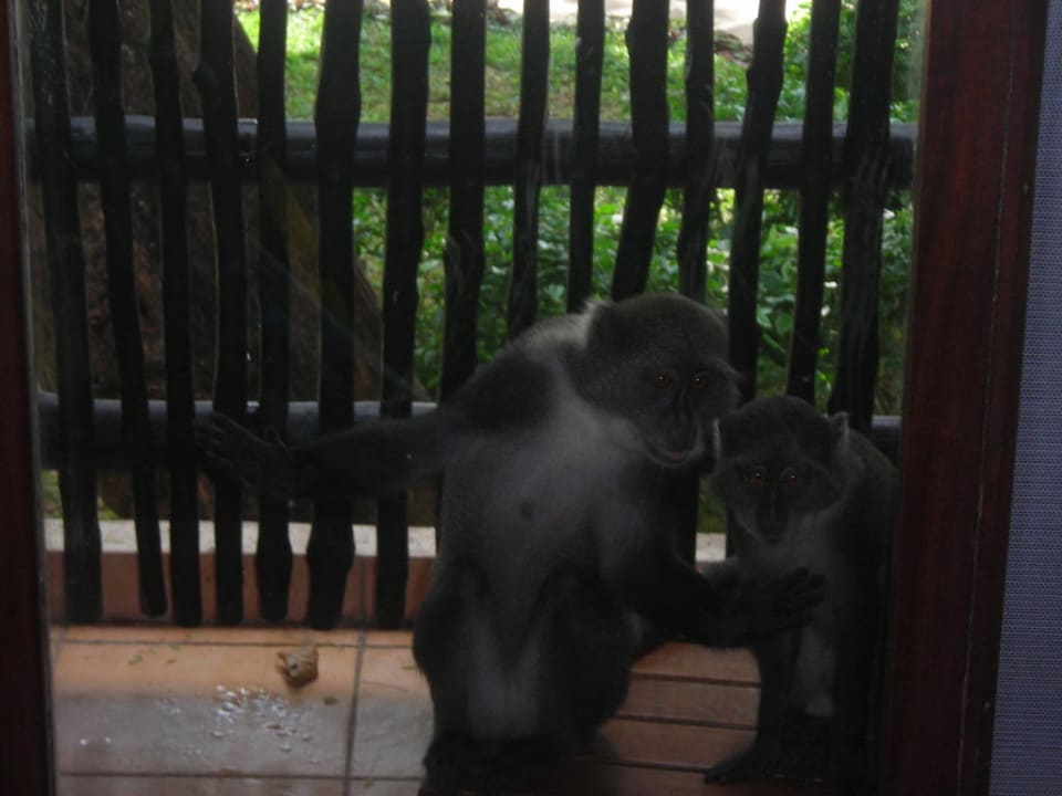 Balkon naszego pokoju Baobab Beach Resort & Spa