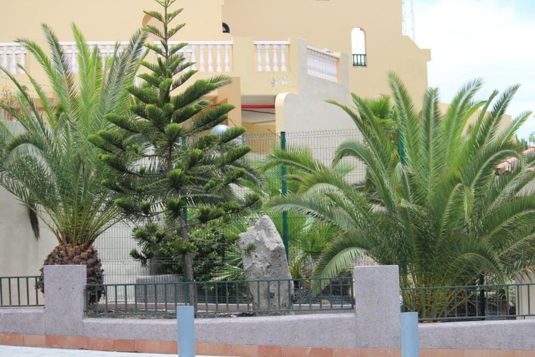 Einheimische Blumen / Pflanzen Playa Olid Suites & Apartments