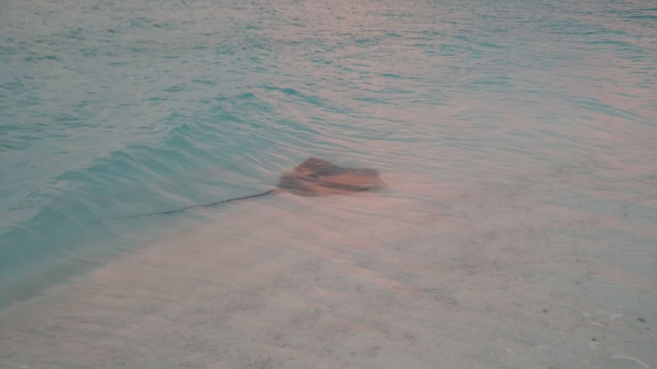 Stachelrochen Kuramathi Maldives