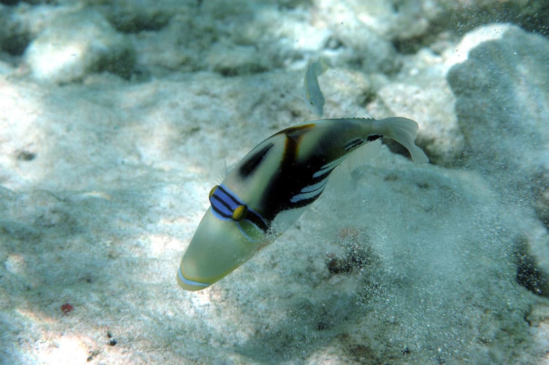 UW-Aufnahme Filitheyo Island Resort