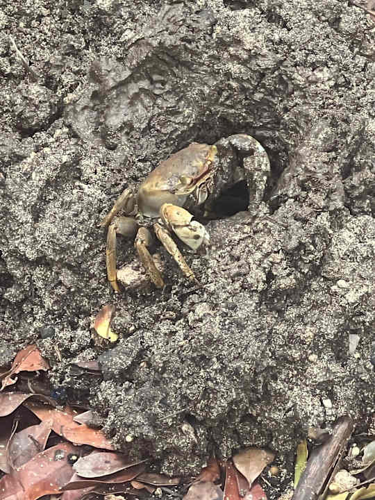 Gartenanlage Iberostar Selection Paraiso Maya Suites