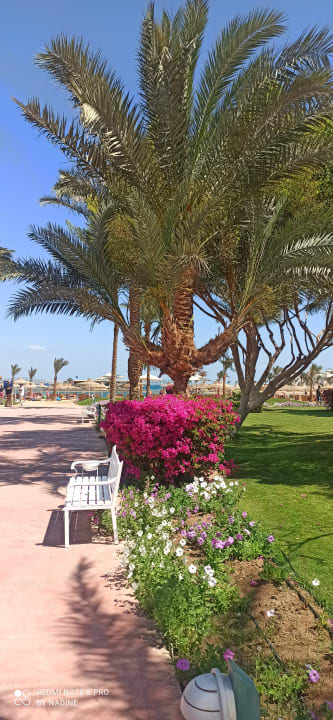 Gartenanlage Desert Rose