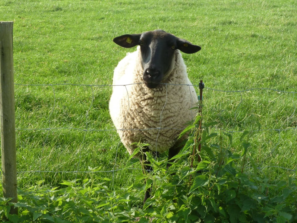 Es gibt 3 Schafe Ferienhof Söth