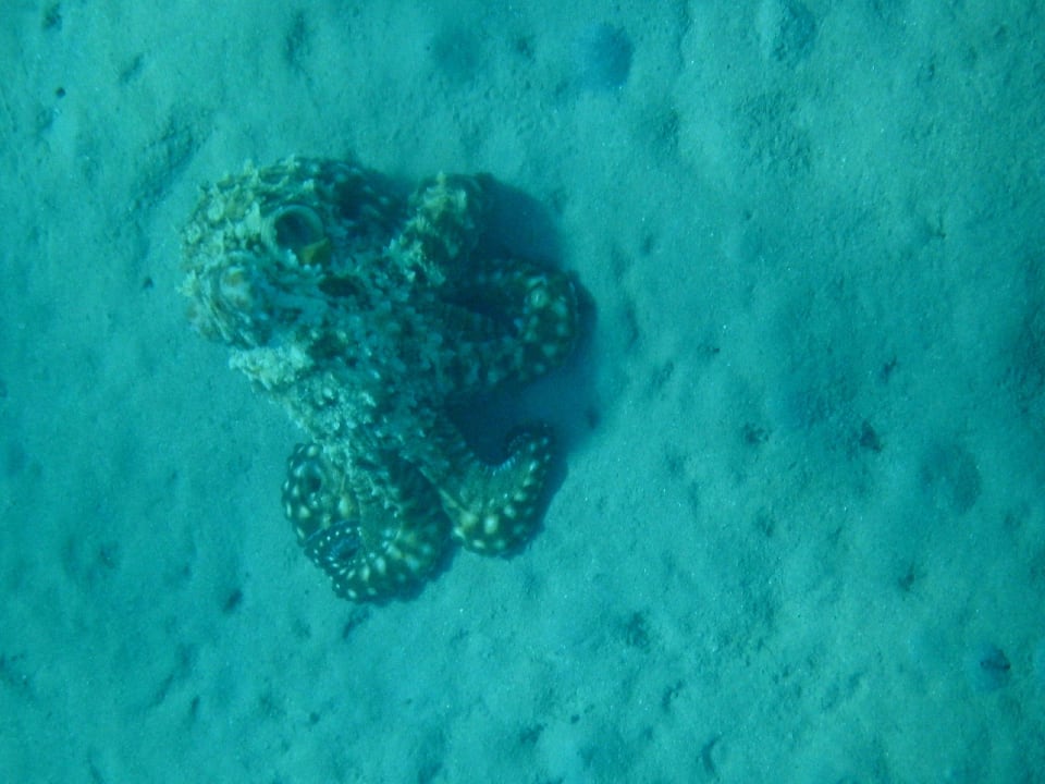 Tintenfisch Jaz Makadi Oasis Resort